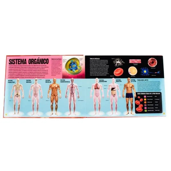 Atlas Ilustrado Interactivo Cuerpo Hunano con Solapas que Cambian de Forma